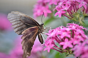 バタフライ、 熱帯の蝶、 エキゾチック、 昆虫、 翼、 花、 自然、 咲く、 動物