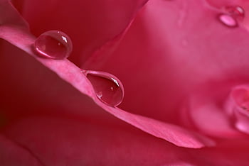 water Pearls, waterdrop, raindrop, drops, petals, water, blossom, bloom, rose, nature, rose Petals