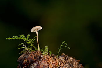 버섯, 헬링, 이끼, 뿌리, 숲, 가을, 자연