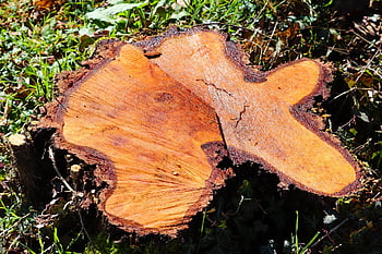 root, tree, like, felling, rhizome, wood, bark, sawed Off, saw Off, nature, tribe
