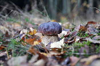 houba, boletus edulis, tráva, listy, les, podzim, Příroda