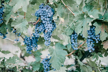 blue grape berries, vineyard, countryside, lush blue grapes, Georgian vineyard, ready for harvest, grape vines, grape harvest, grape clusters, grape leaves, grape season