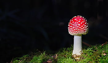toadstool, μανιτάρι, δασικά μανιτάρια, δίσκο μύκητα, βρύο, πτώση