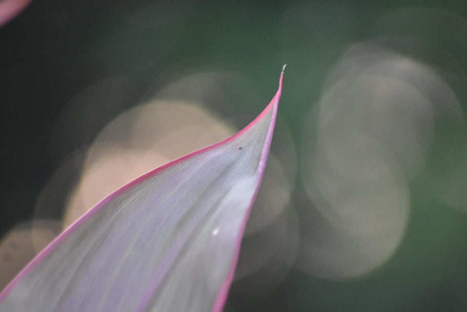 list, rostlina, bokeh, Příroda, detailní, Červené