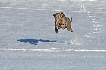 犬、 ペット、 動物、 冬、 自然、 雪、 ジャンプ、 ワイマラナー