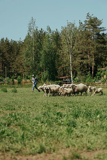 pastýř, stádo, ovce, zelené pastviny, farmě scény, Svěží tráva, klidný, venkovský, venkovní, Příroda, stromy