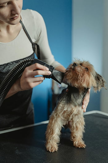 professional groomer, Yorkshire Terrier, dog grooming, indoor grooming, pet care, dog care, grooming tools, small dog, pet services, pet grooming, professional pet care