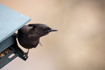 bird, feeder, nature, seed, food, animal, wildlife, beak, feathers, wings, perched