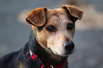 mixed Breed Dog, animal, dog, head, dog Ears, snout, pet, mammal, puppy Eyes, nature, loyal To