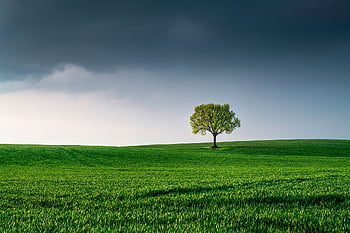 Baum, Feld, Landschaft, einsamer Baum, Einsamkeit, Grün, Gras, Wiese, Natur, Umgebung, Horizont