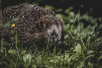 hedgehog, animal, spur, nature, mammal, prickly, cute, the World Of Animals, nocturnal