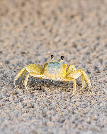 crab, beach, sand, crustacean, nature, wildlife