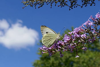 butterfly, insect, nature, animal, buddleja Davidii, blossom, bloom, garden