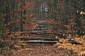 l'automne, les bois, forêt, la nature, brise-vent, des arbres, façon, obstacle
