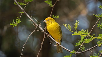 szczygieł, zięba szafranowa, ptak, dziki ptak, Sicalis flaveola, ornitologia, obserwowanie ptaków, zwierzę, Natura, dzikiej przyrody