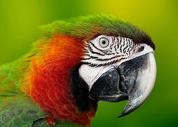 guacamayo, loro, cabeza, pico, de cerca, pájaro, vistoso, animal, mundo animal, exótico, Cra