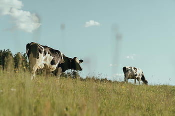 zwart en witte koe, groen grasveld, grazende koeien, landelijke weide, heldere blauwe lucht, weelderige weide, buiten scène, boerderijdieren, pastoraal landschap, uitzicht op het platteland, natuurfotografie
