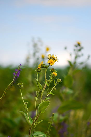 bloemen, bloemblaadjes, planten, gras, weide, mooie bloemen, bloeien, wilde bloemen, kruiden, bloesem, bloem behang