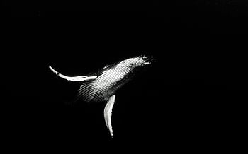 humpback whale, monochrome photo, black and white, underwater photography, Tonga, marine life, whale tail, ocean wildlife, aquatic animals, graceful swim, wildlife photography