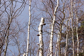 Birke, Bäume, Birkenhain, Natur, Wald, Landschaft