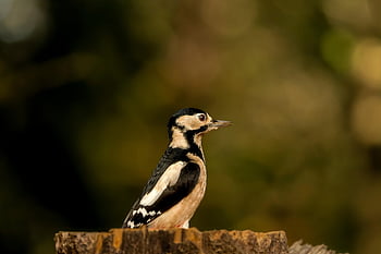 great Spotted Woodpecker, bird, perched, animal, feathers, plumage, beak, bill, bird Watching, ornithology, animal World