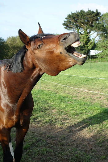kůň, kůň není připínáček, hnědák, krásný kůň, teplokrevný kůň, Příroda, zívání koní