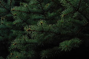 green pine tree, pine tree branches, lush green pine, nature's intricate patterns, detailed view, pine needles, evergreen tree, natural patterns, green foliage, pine tree close-up, pine tree texture