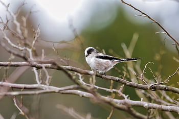 animal, forest, wood, green, bird, wild Bird, energy Guide, nature, fluffy, cute, natural