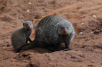 mongoose, banded Mongoose, african Wildlife