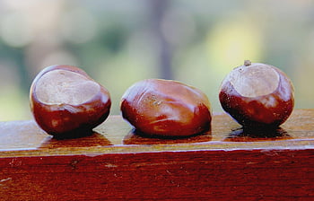 castagne, autunno, macro