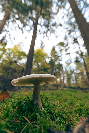 witte paddestoel, bosgrond, wilde paddenstoel, levendig bos, scherptediepte, natuurfotografie, boslandschap, buitenfotografie, natuurlijke schoonheid, paddestoel fotografie