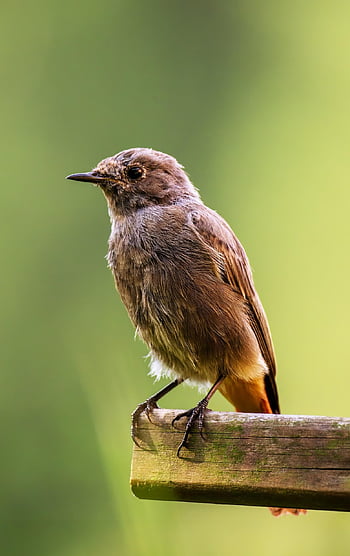 นก, สามัญ redstart, นกที่เพรียกร้อง, นกวิทยา, สายพันธุ์, สัตว์, จะงอยปาก, ธรรมชาติ, เครื่องแต่งตัว, ชมนก