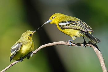 ptaki, raczkujący, karmienie, matka i dziecko, młode zwierzę, aves, ptaków, ornitologia, obserwowanie ptaków, Zwierząt, świat zwierząt