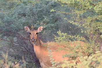 blue Bull, animal, forest, nilgai, antelope, female, mammal, herbivore, fauna, wildlife, rajasthan