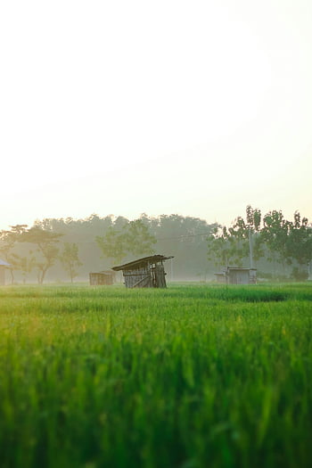 Landschaftsfotografie, Reisfeld, Madiun, Ost-Java, Indonesien, Dämmerung, ruhige Landschaft, üppige Reisfelder, ländliche Szene, grüne Felder, Morgenlicht