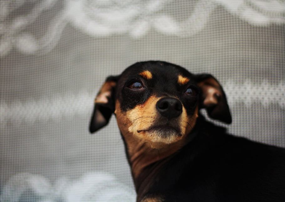 dog, toy Terrier, canine, pet, domestic, window, small, animal