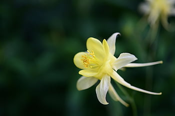 columbine, beautiful Flowers, flower, plant, yellow Flower, petals, bloom, flower Wallpaper, blossom, flower Garden, flower Background