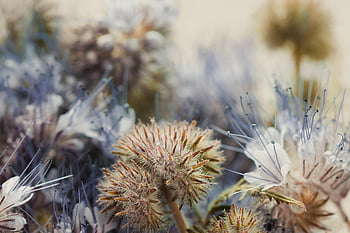 blüten, nahaufnahme, divoký květ, makro, blumen, natur, Schöne Nature, letos, Postkarte, karte, glückwunsch