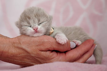 kitten, british Longhair, british Shorthair, lilac, lilac-white, cat Child, cat, domestic Animal