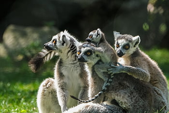 ring Tailed Lemur, lemur, group, cub, mammals, animals, puppy, baby Lemur, wildlife, nature