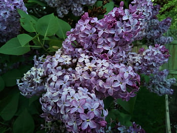 lilac flowers, white and purple petals, full bloom, vibrant color, delicate petals, close-up, lilac blooms, garden flowers, floral photography, spring flowers, purple flowers