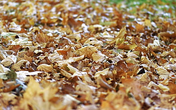 Teppich, Blätter, Natur, trocken, Rost, Nieder, der Herbst, Boden, die Natur, Park