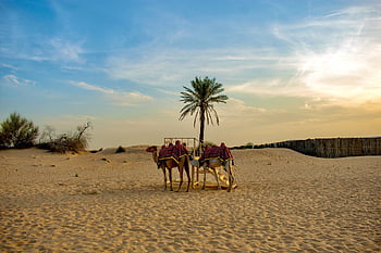 velbloud, poušť, tapety dubai, Spojené arabské emiráty, písek, cestovat, krajina, cestovní ruch, sahara, suchý, Příroda