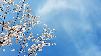 cherry Blossom, tree, flower Wallpaper, sky, blue Sky, blossoms, blooms, flowers, sakura, beautiful Flowers, sakura Flowers