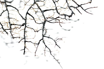 leafless tree branches, thin needles, detailed close-up, intricate bare branches, stark white background, natural patterns, winter scene, branch structure, nature photography, minimalist composition, tree silhouette