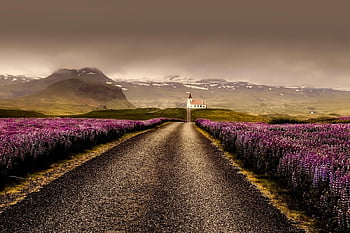 gray road, purple flower field, rural road, blooming purple flowers, serene landscape, mountains background, church, countryside scenery, natural beauty, scenic drive, lupine field