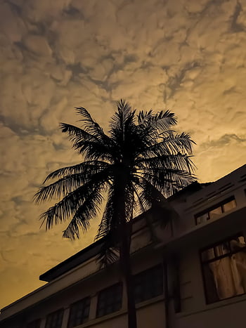 sunset, silhouette, tree, tranquility, horizontal, miami, usa, coconut, color Image, growth, idyllic