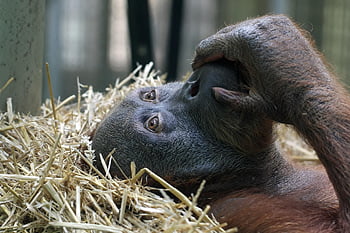 orangutan, opice, primát, savec, zvíře, živočišného světa, Příroda, divoký, divoké zvíře, divočina, volně žijících živočichů