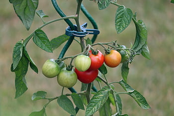 domates, meyve, asma domates, lastik, kırmızı, taze, yeşil, domates bitkisi, Gıda, sebzeler, vitaminler