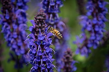 včela, včelí med, okřídlený hmyz, apis mellifera, opylit, nektar, pyl, entomologie, modré květy, modré okvětní lístky, hmyzí pozadí